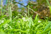 Daslook groeit maar vier weken, haal alles eruit