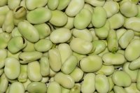 Tuinbonen zijn de meest onderschatte lentegroente van mei