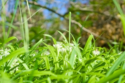 Daslook groeit maar vier weken, haal alles eruit