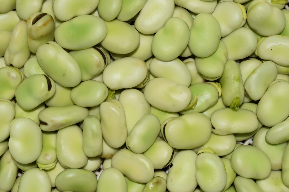 Tuinbonen zijn de meest onderschatte lentegroente van mei